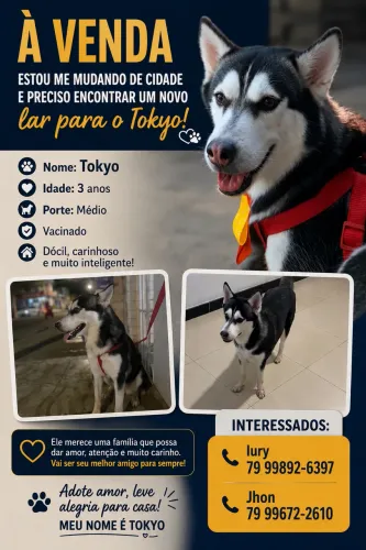 Cachorro Husky siberiano
