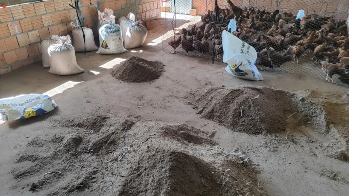 Cama de aviário/ cama de frango