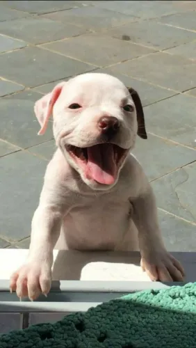 Pittbull filhotes muito doce e amável