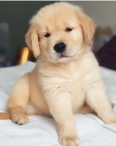Golden Retriever - Doçura e lealdade incomparáveis