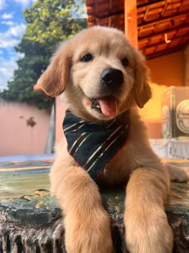 Lindo filhote de Golden Retriever : pedigree microchip