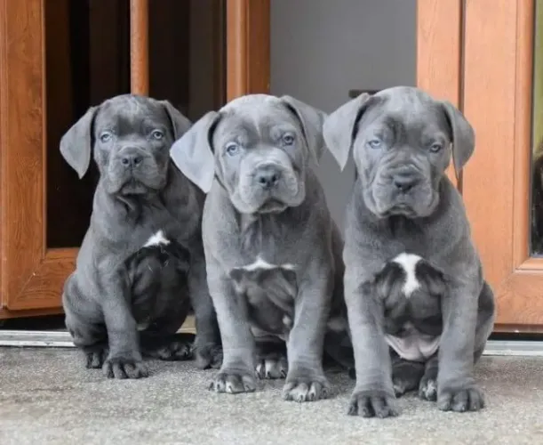 CANE CORSO - Cachorro disponível 