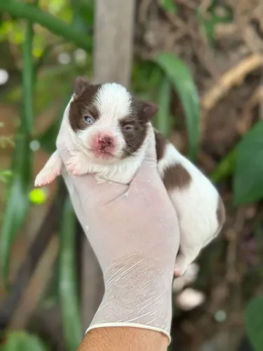 Chihuahua macho Pêlo longo branco e chocolate para reserva. 