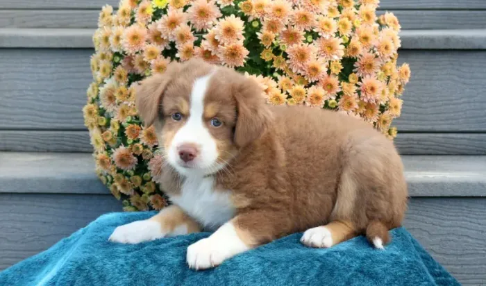 Border Collie tricolor criado com carinho