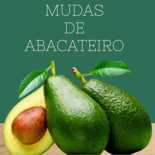 Mudas de Pé de Abacate - Super Natural Feitas com o Caroço