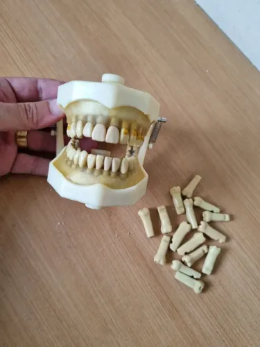 Modelo / manequim odontológico