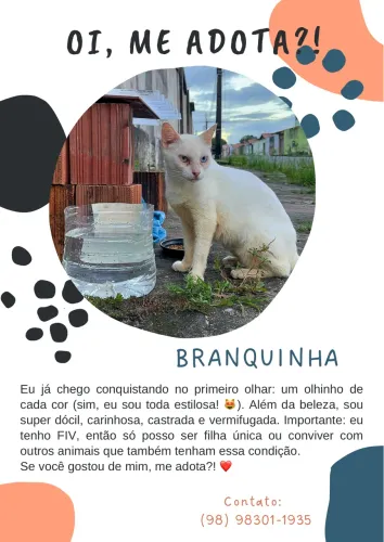 Adoção de gatinha com olhos encantadores 