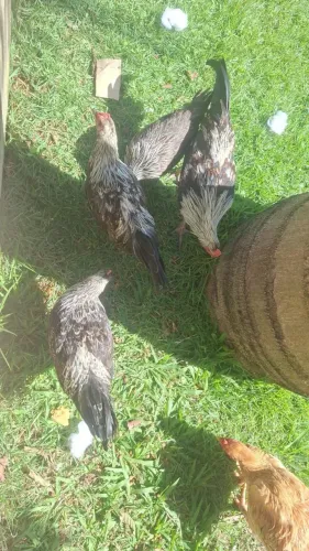 Galinha e galo fênix
