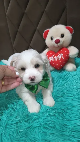 VD maltês macho com vacinaja p entrega