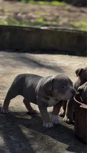 Filhote de american bully pocket com pedgree 