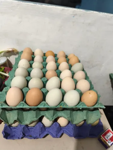 Ovos de galinha caipira 