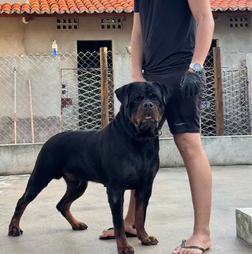 Rottweiler com pedigree.