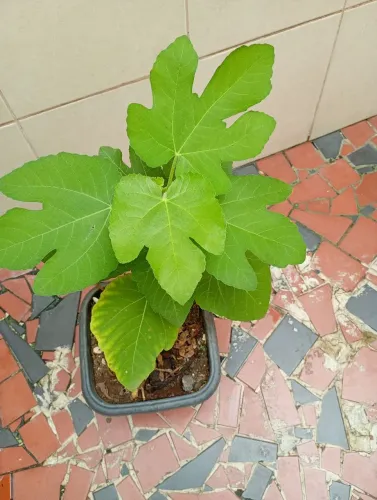 Muda de figo