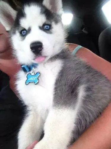 Husky Siberiano Laço firme e tranquilo