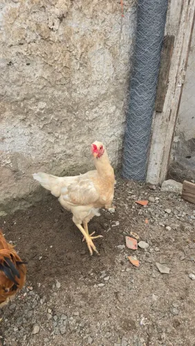 Galinha caipira