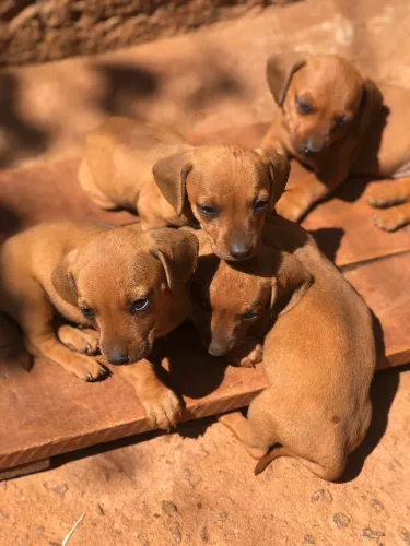 Filhotes de salsicha (dalchshund )