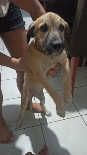 Doação de cachorro