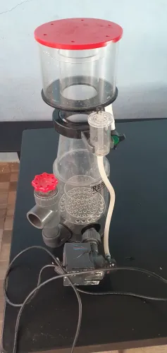Skimmer reef octopus