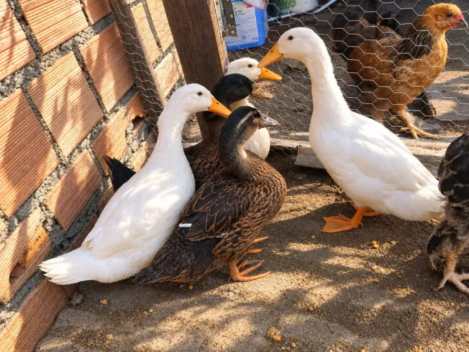 Marrecos Rouen e Pequim 100 a unidade 200 o casal troco por galinha Brahma também 