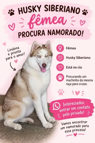 Husky fêmea no cio procurando um namorado