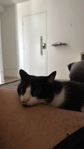 Doação Gatinha Frajola
