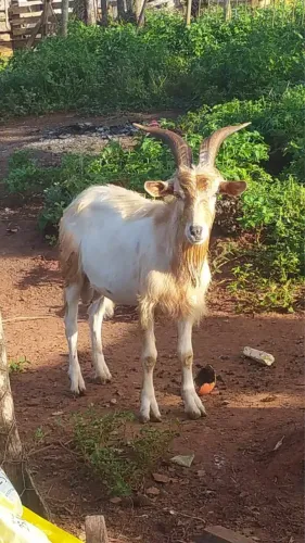 Vendo cabritos 