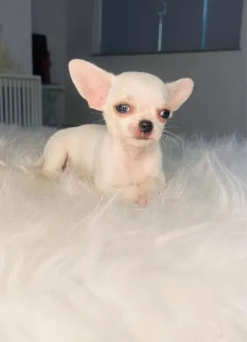 Chihuahua macho Branco Tamanho Padrão 