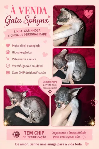 Vendo gatinha de 1 aninho está no cio valor 950