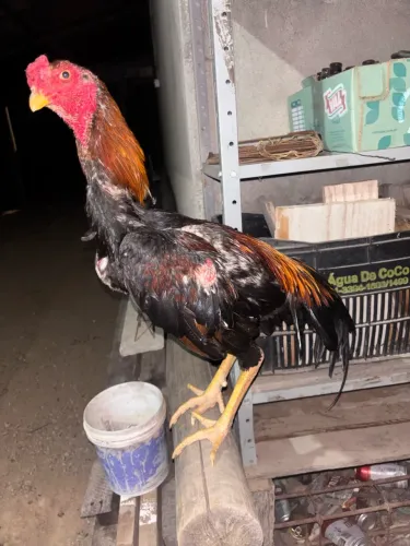 Galo índio