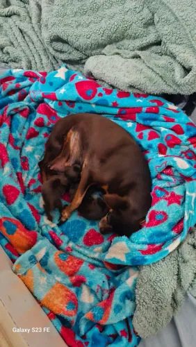 Cachorro pincher 00