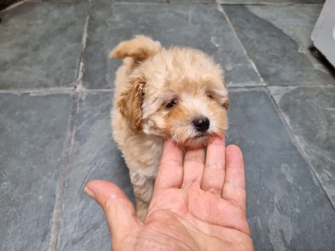 Poodle toy porte pequeno disponíveis