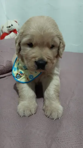 Filhote de Golden Retriever