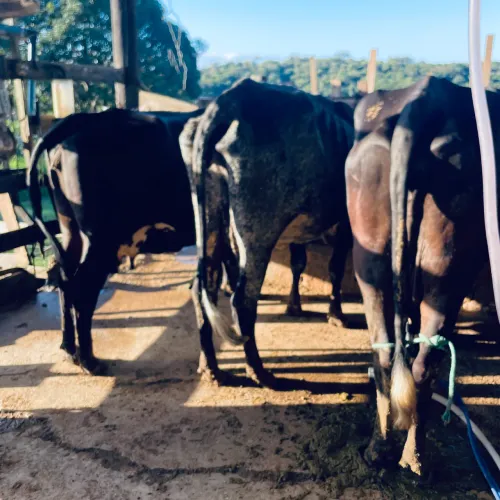 Vacas girolando