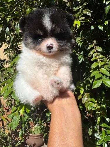 Cachorro 