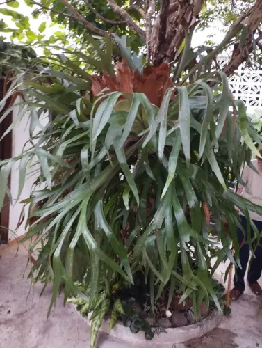  Planta Chifre de veado