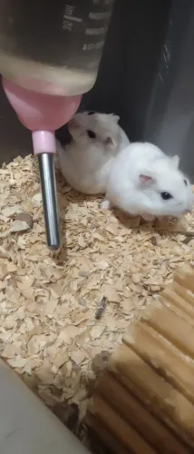 Hamster Anão Russo (Chinês) - Entrega a domicílio