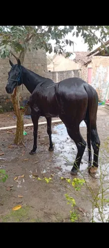 Cavalo QM puro