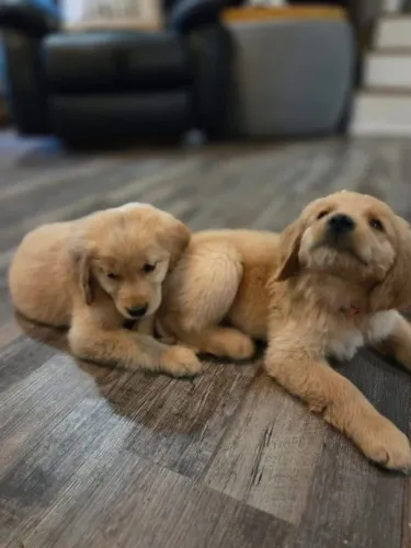 Filhotes de Golden Retriever | Amor que não mede distância.
