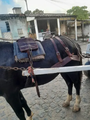 Vende-se Carroça e cavalo