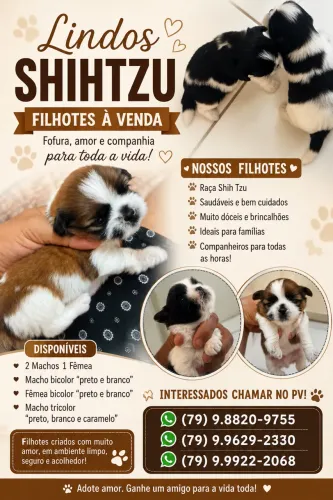 Vendo filhotes lindos