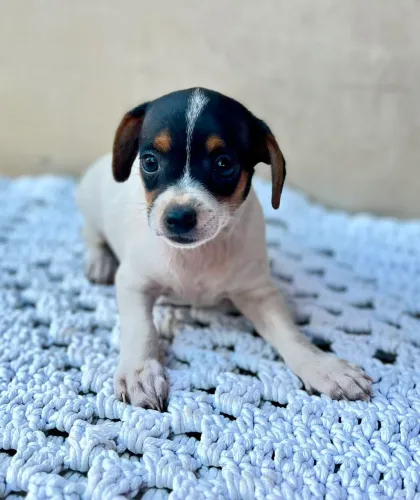 Cachorro Pinscher número 1
