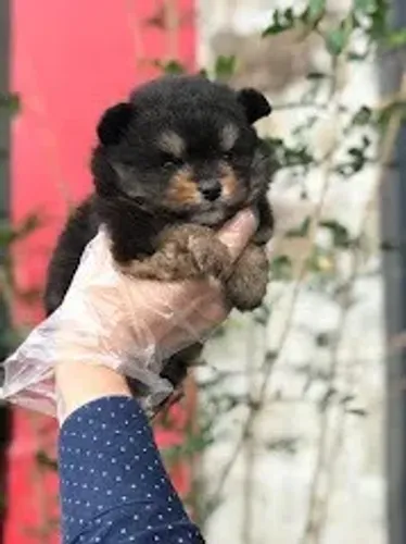 Spitz Alemão, padrão urso e raposa anões, chamar no what's ou ligue *