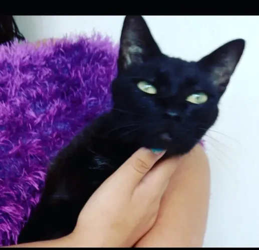Adoção linda gata 5meses castradinha