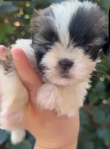 Shih tzu lindos filhotes