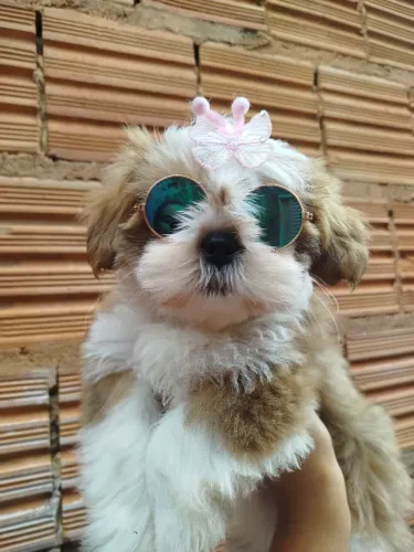 ShihTzu fêmea filhote