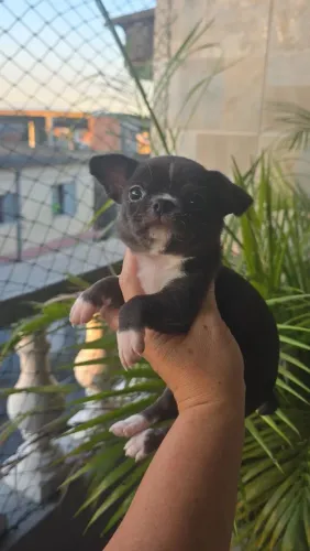 Chihuahua HOJE o menorzinho! Aceito cartão