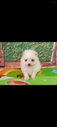 Filhotes de lulu da Pomerânia