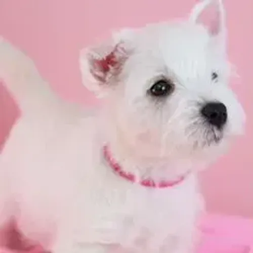 West Terrier Filhote Bem Criado
