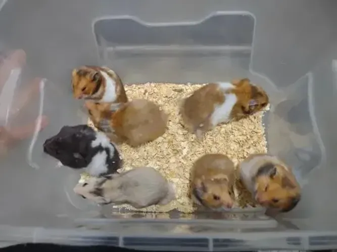 Hamster 