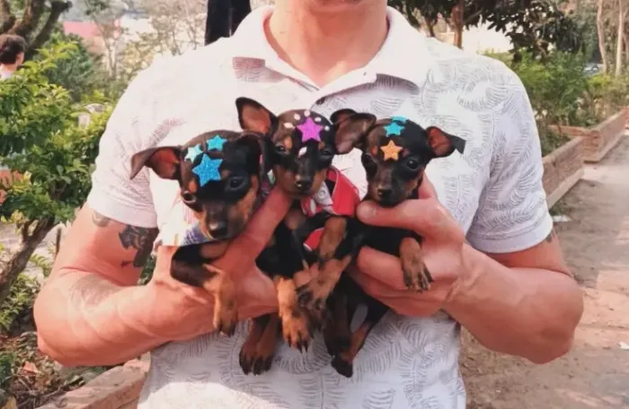 Pinscher Tm 00 -Com garantia de vida e saúde 24 meses 